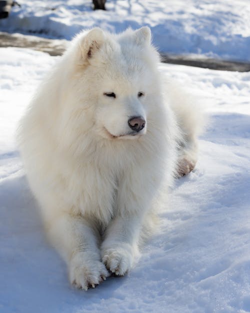 A Samoyed Dog Lying on a Snowy Ground