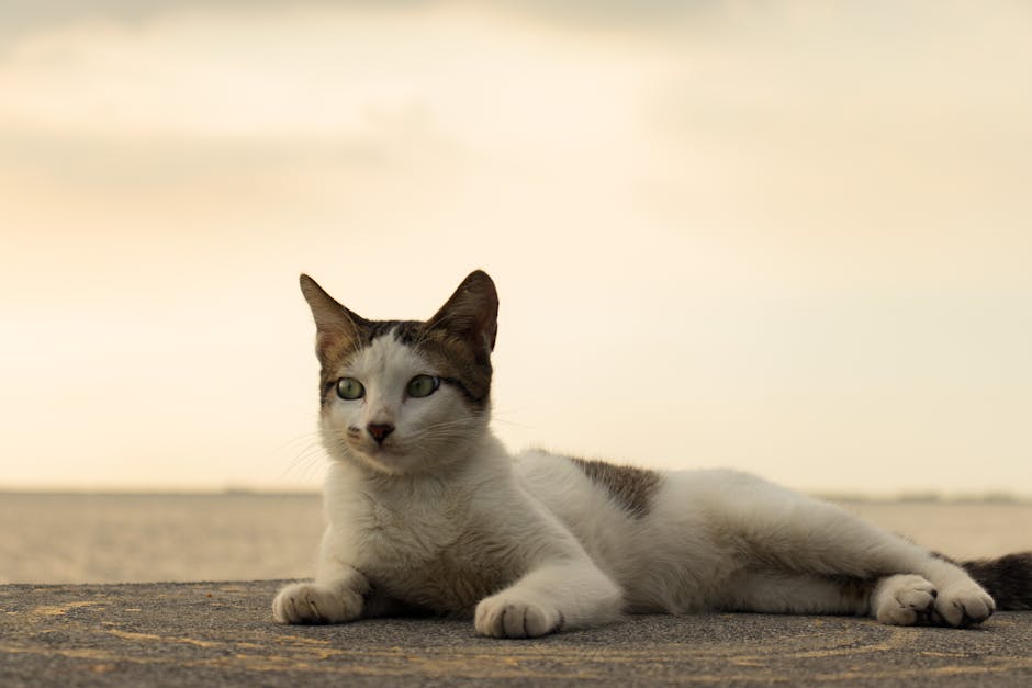 How cat litter works?