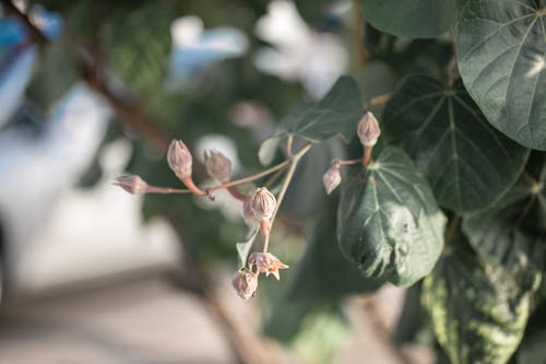 Buds on Branches