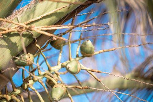 Close-up of Unripe Acorns