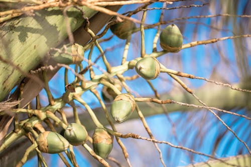 Close-up of Unripe Acorns