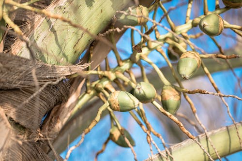 Close-up of Unripe Acorns 