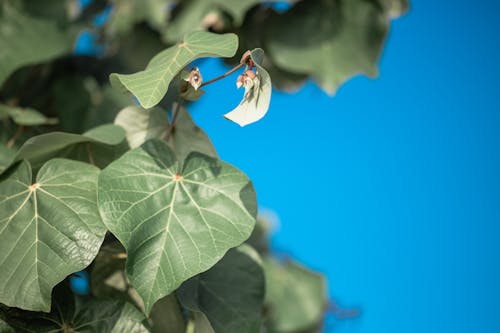 Close-up of Green Leaves of a Tree against a Clear Blue Sky 