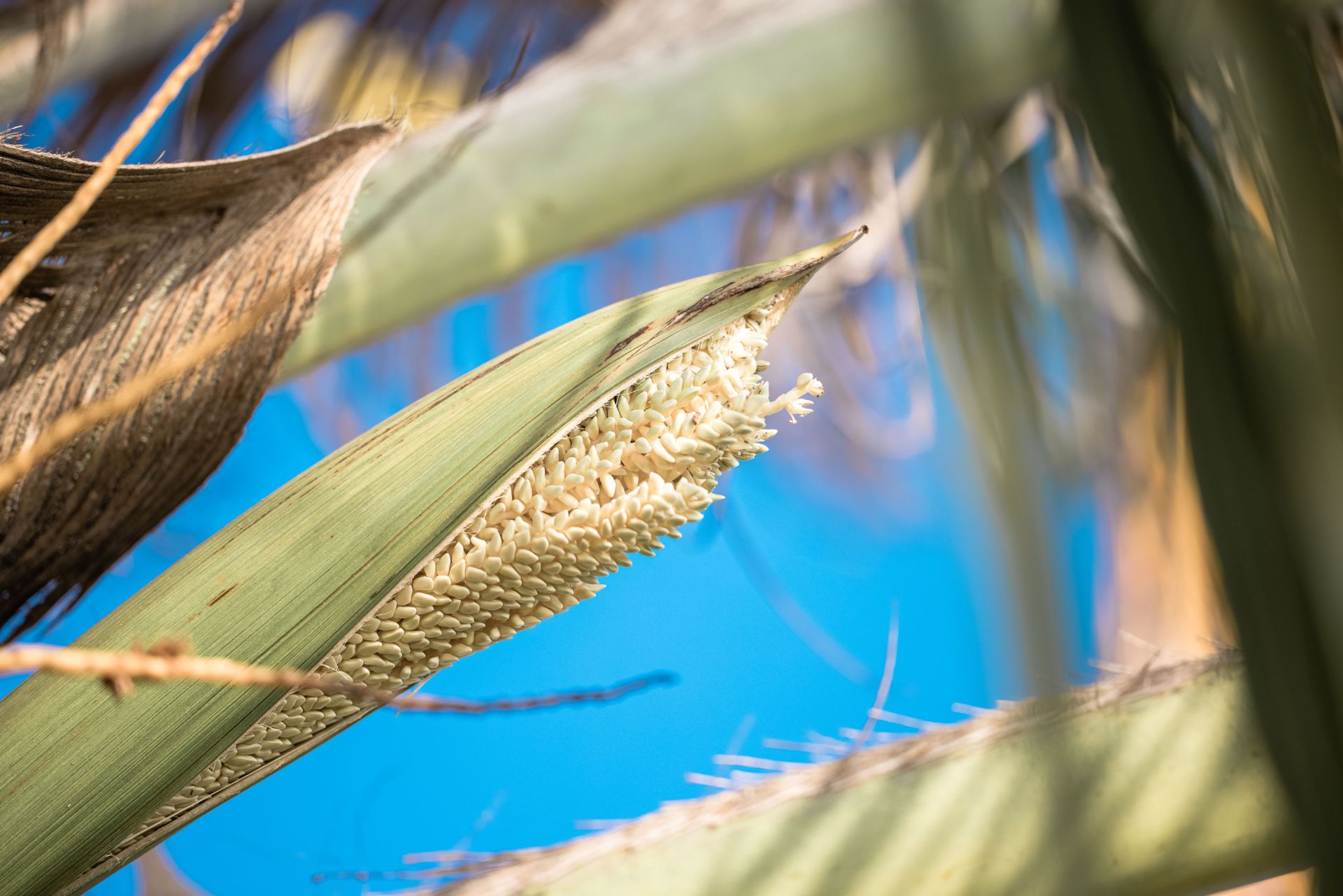 Vivid close-up of a date palm leaf against a bright blue sky, highlighting natural textures.