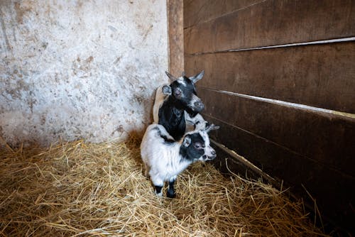Two Baby Goats in a Barn 
