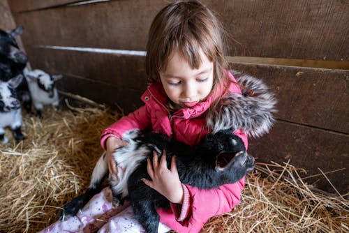 Foto stok gratis agrikultura, anak, bayi kambing