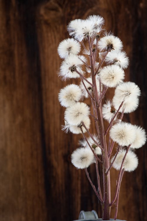 Dandelion Flower