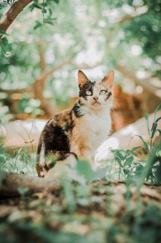 一只冷静、好奇的三花猫专心坐在充满生机的绿色户外环境中。 - 相关推荐