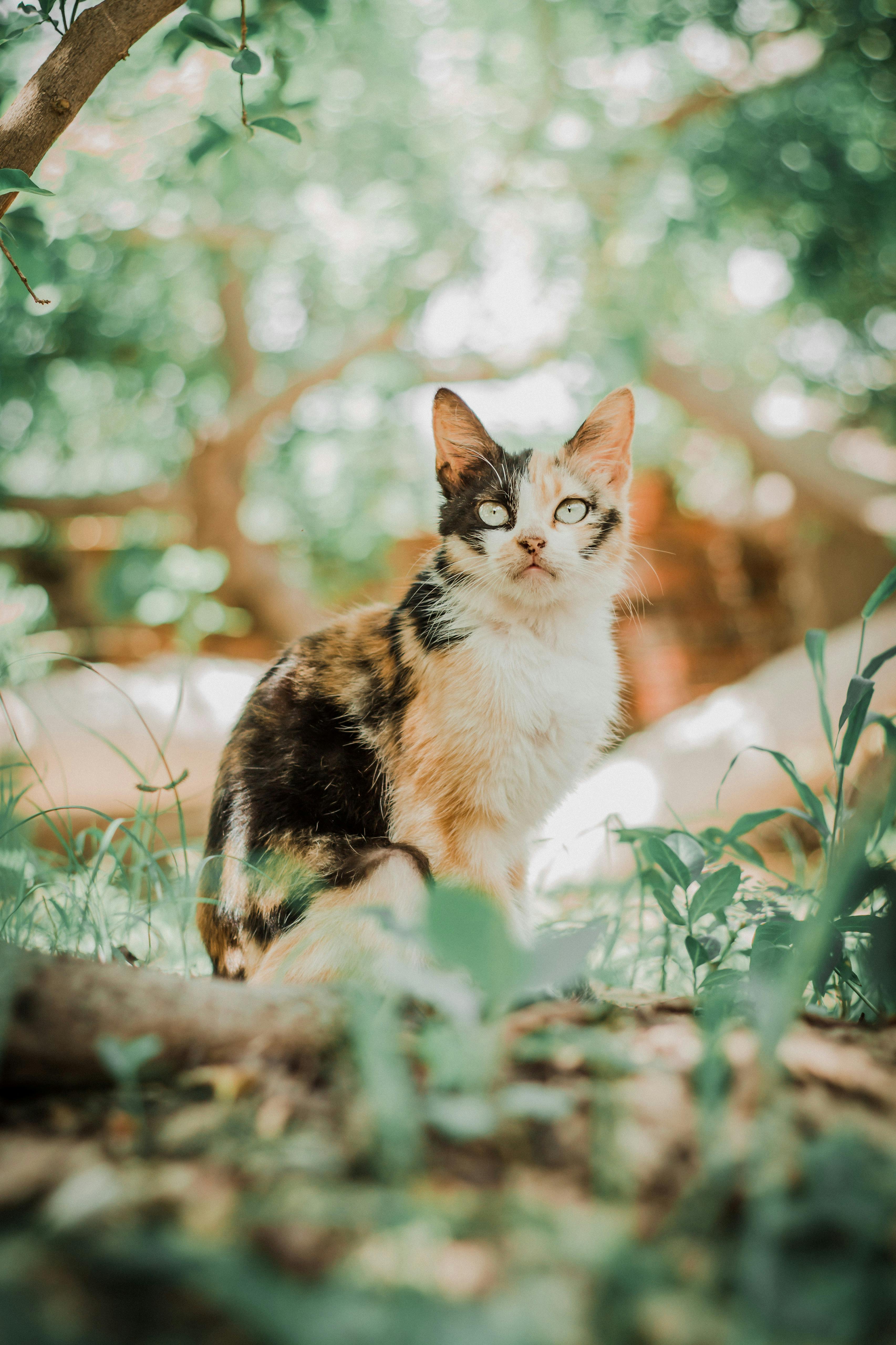 Gratis arkivbilde med adobe photoshop lightroom, aracati, bokeh Arkivbilde