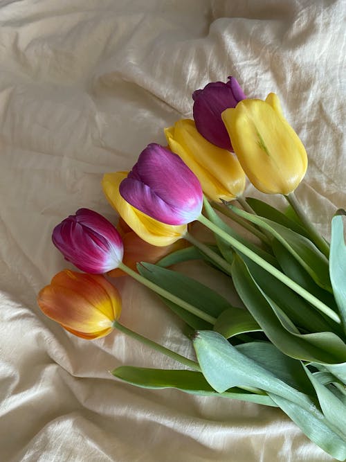 A Bunch of Colorful Tulips on the Bed 