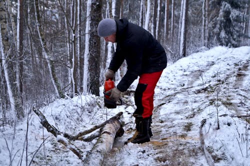 Imagine de stoc gratuită din arbori, cad copacii, cale în pădure