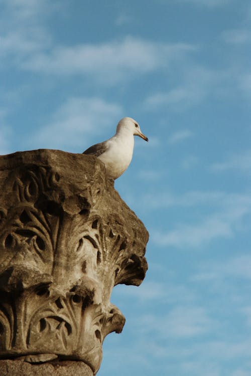 Seagull Perching on Top of a Sculpture