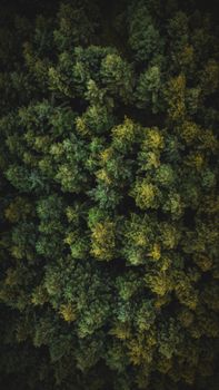 Stunning aerial view of lush green forest canopy in Wicklow, Ireland, showcasing dense foliage.