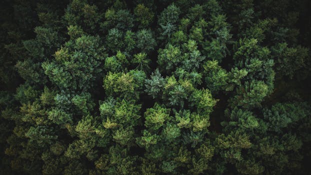 A breathtaking aerial view of a dense evergreen forest in Wicklow, Ireland, showcasing natural beauty and lush greenery.