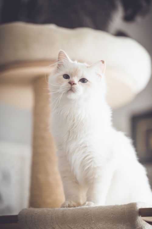 Free Adorable white kitten perched on a cat tree indoors, showcasing its fluffy fur and curious eyes. Stock Photo