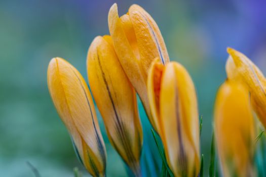 Close-up of yellow crocus flowers blooming in spring, showcasing delicate petals and vibrant color.