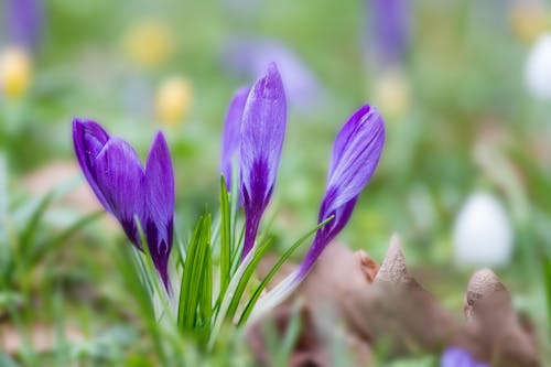คลังภาพถ่ายฟรี ของ violett, กลางแจ้ง, กลีบดอก