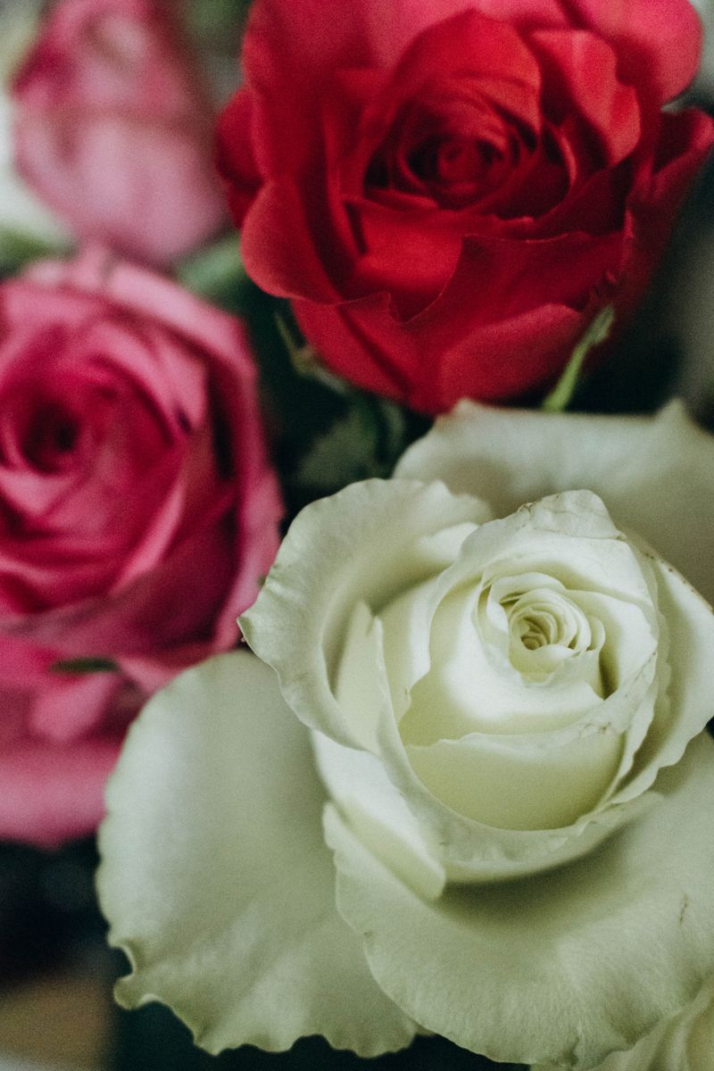 Assorted Color of Rose Flowers · Free Stock Photo
