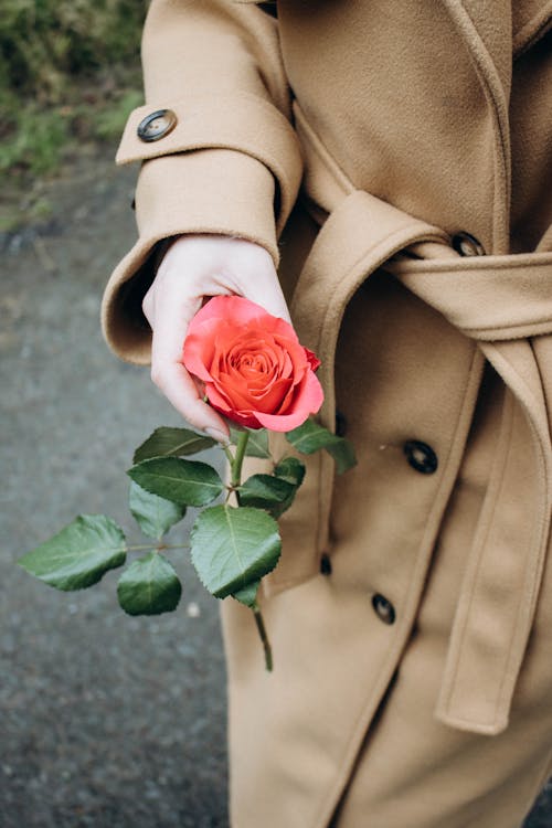 Close-up of Woman Holding a Rose 