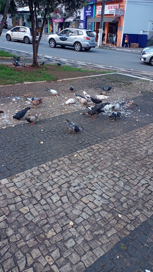 Gratis stockfoto met duiven, duiven fotograferen, duiven op het plein