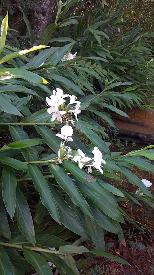 Gratis stockfoto met bloemen, flawers, foto van de zwakkere natuur