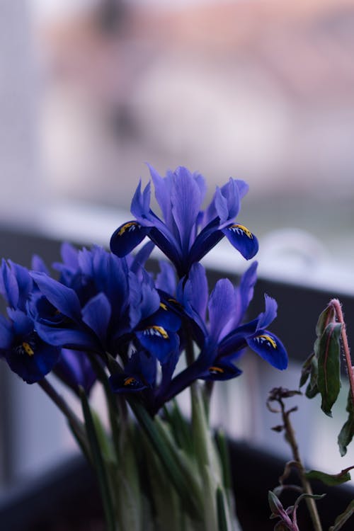 Fotobanka s bezplatnými fotkami na tému dúhovka, fialová, jar