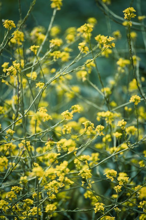 Foto profissional grátis de área, brilhante, floração