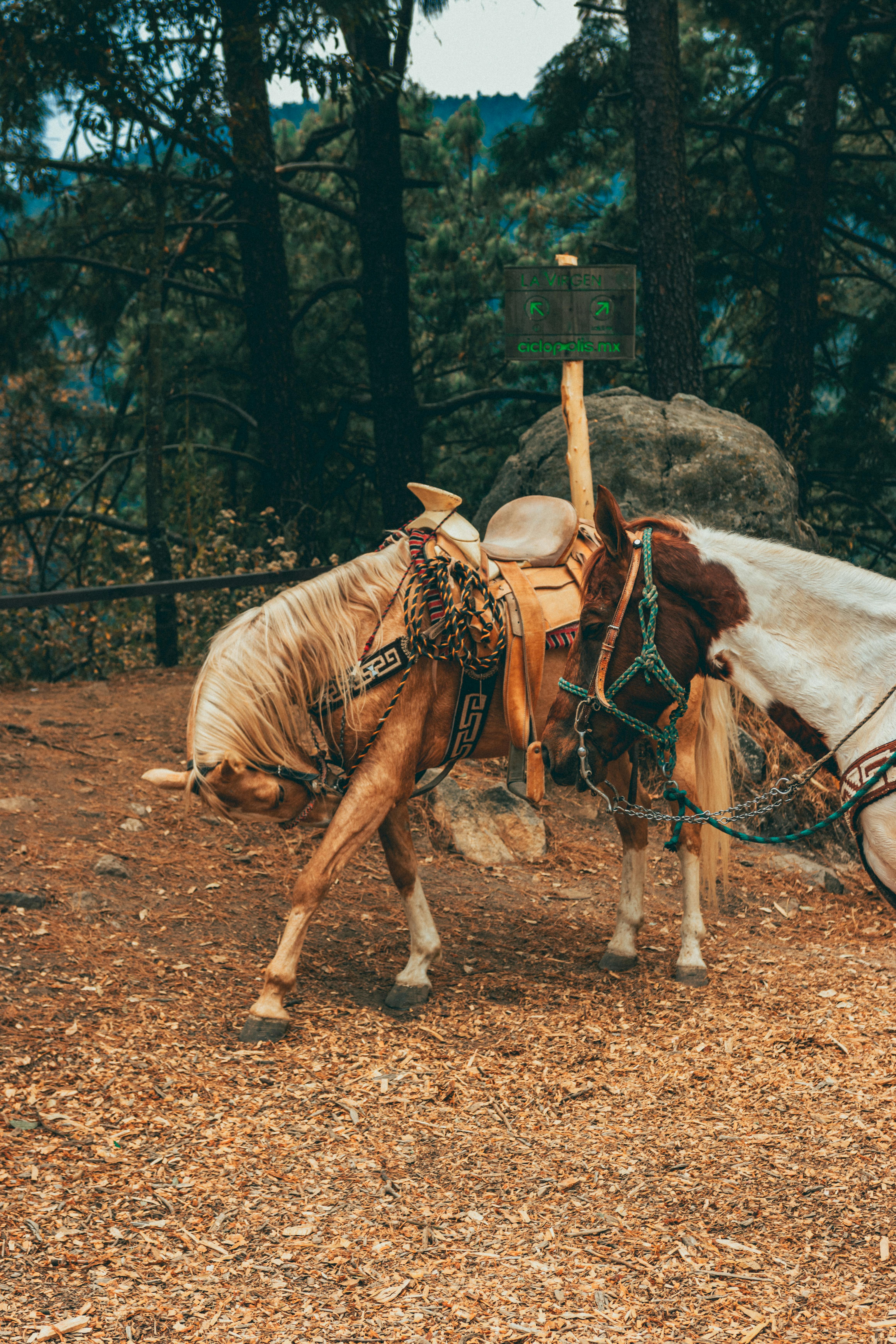 Two horses with saddles stand tethered in a rustic forest setting, highlighting rural travel.