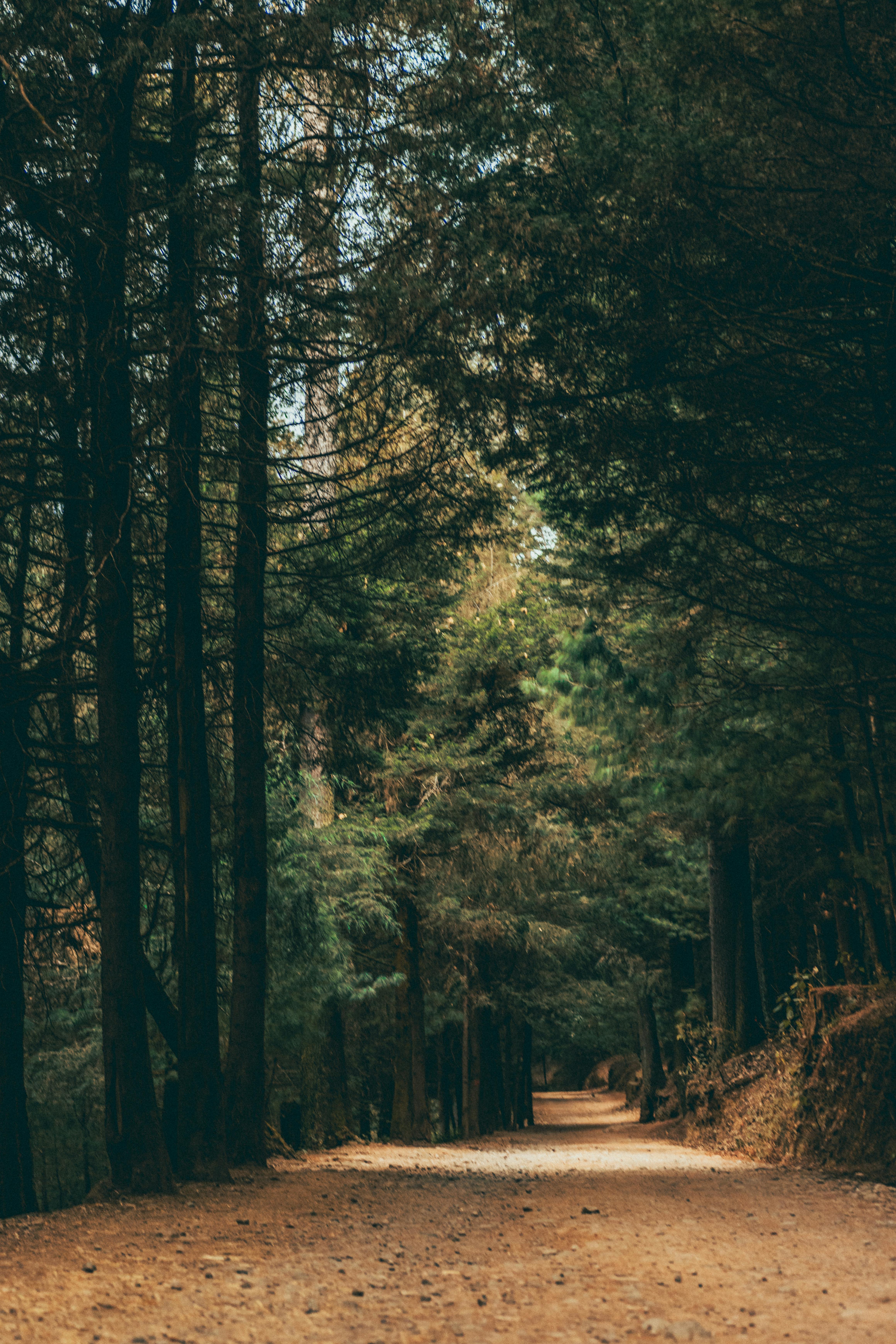 a dirt road in the woods with trees on both sides