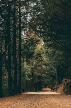 Serene forest path surrounded by tall trees in autumn, perfect for nature lovers.