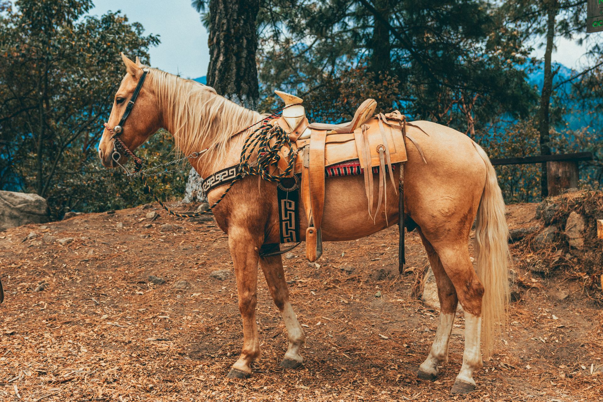 A horse with saddle and bridle on the ground