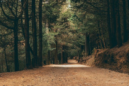 Peaceful forest path surrounded by trees in Ciudad de México, perfect for nature walks.