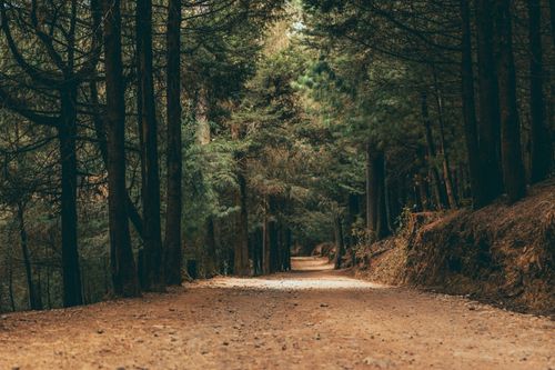 Free Peaceful forest path surrounded by trees in Ciudad de México, perfect for nature walks. Stock Photo