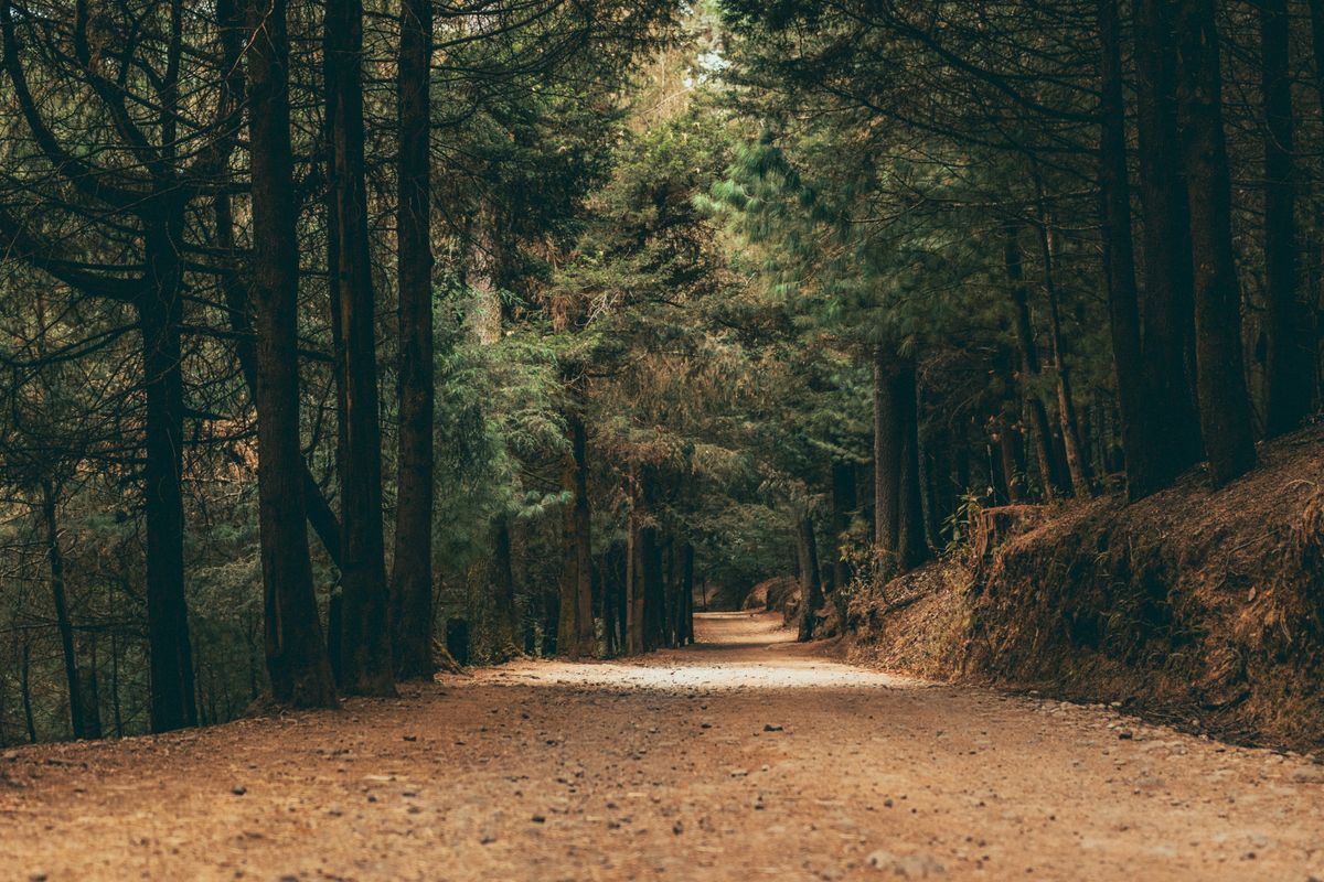 A dirt path in the woods with trees · Free Stock Photo
