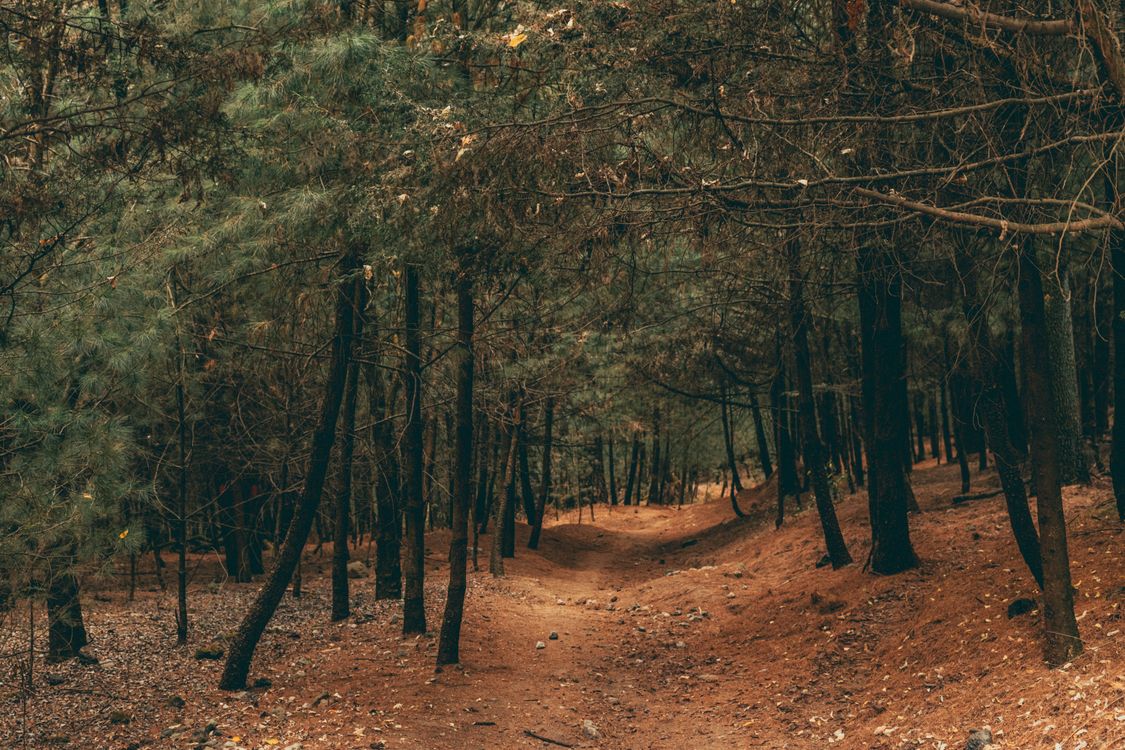 A dirt path in the woods with trees · Free Stock Photo