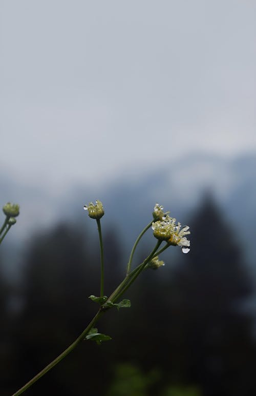 Flower in the Mountains