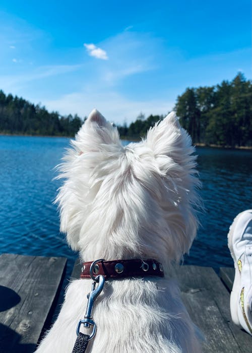 Foto profissional grátis de aventura na floresta, cachorro branco, coleira