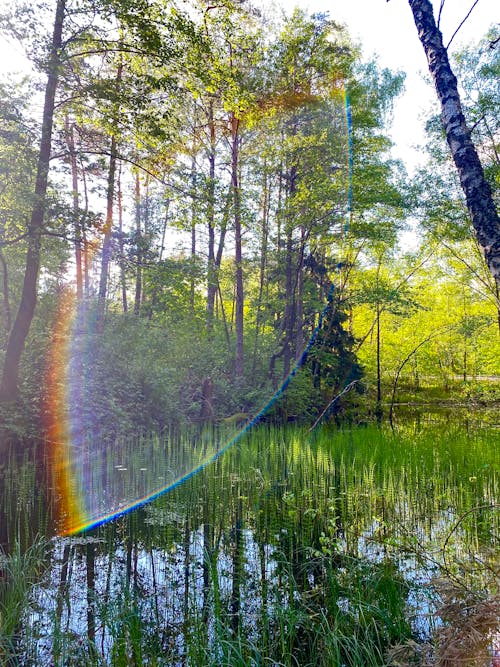 Foto profissional grátis de aventura na floresta, cores do arco-íris, ecológico