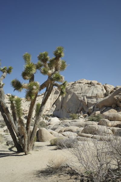 Desert scene with a Joshua tree, photo by Jon Mangold on Pexels