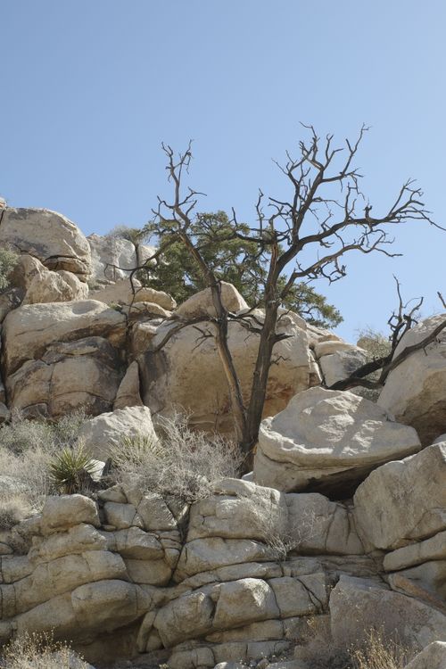 Free A serene desert scene featuring a bare tree amidst large boulders under a clear blue sky. Stock Photo
