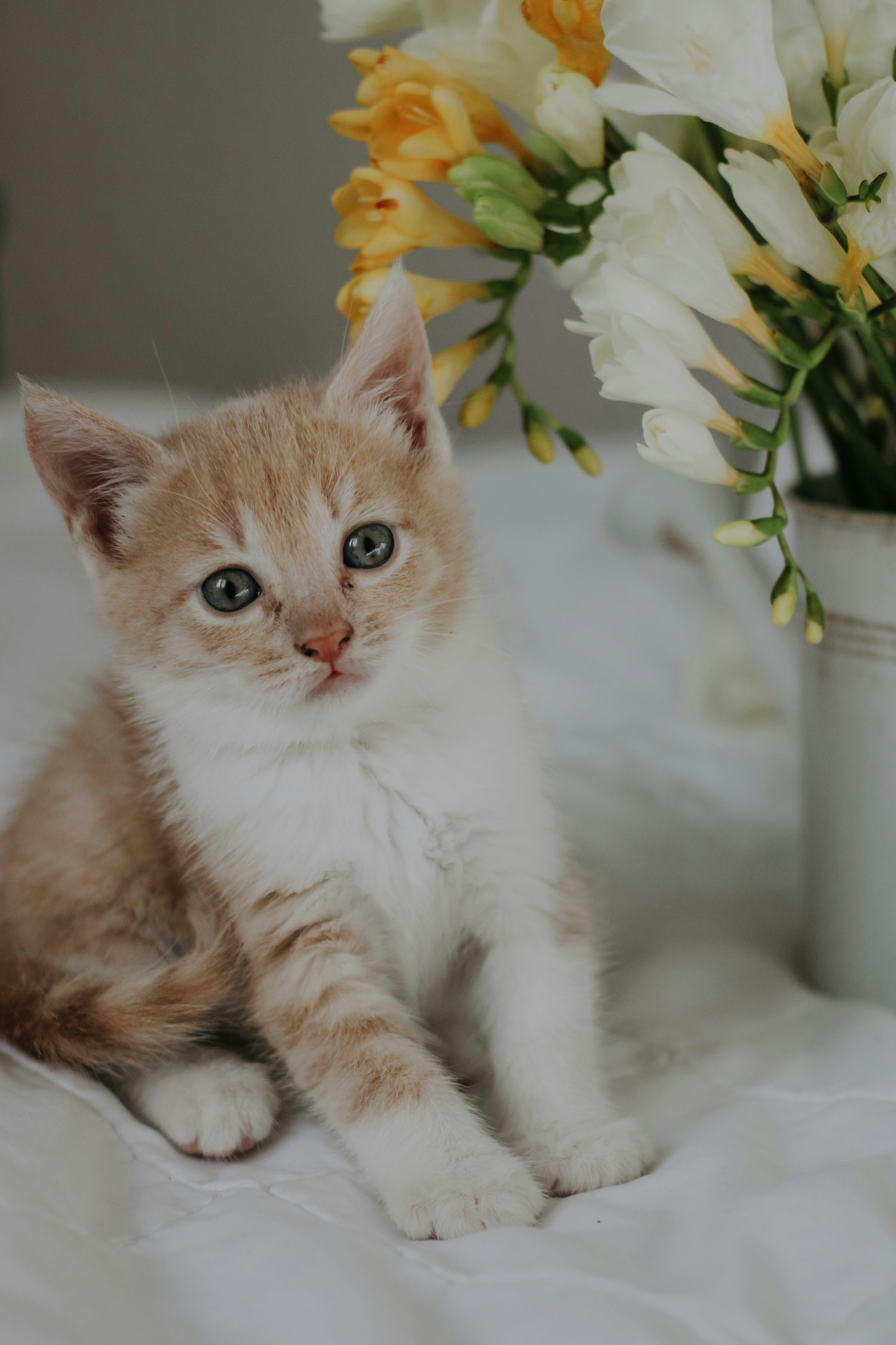  Super Cute Photos, Download The BEST Free Super Cute Stock Photos & HD ...