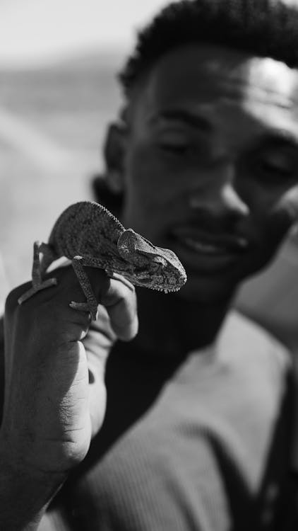 Foto d'estoc gratuïta de animal, blanc i negre, home