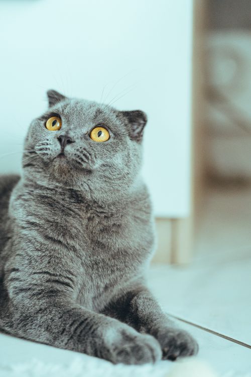 Free Cute Scottish Fold cat with vivid eyes, lying indoors on the floor, staring intently. Stock Photo