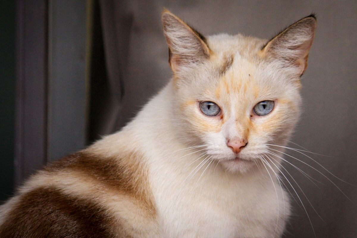 Light-furred cat with blue eyes sitting calmly