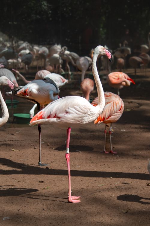 Free Graceful flamingos captured in their natural habitat at Foz do Iguaçu, Brazil. A glimpse into wildlife. Stock Photo