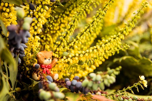 Fotografi Closeup Figurine Beruang Coklat Pada Bunga Kelopak Kuning