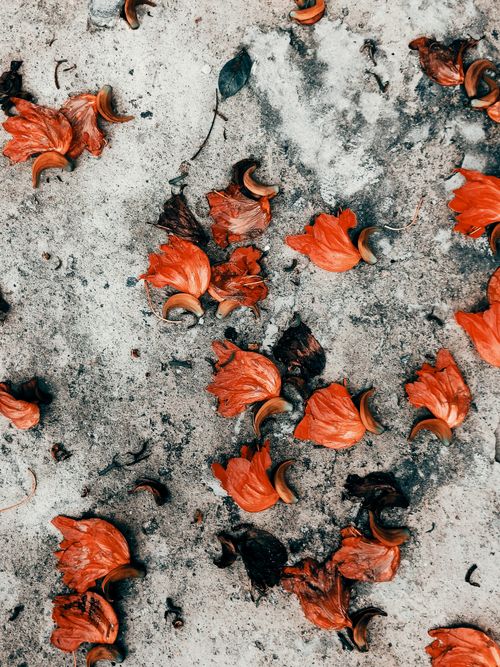 Free Bright red petals scattered on a textured concrete ground, showcasing nature's vivid colors. Stock Photo