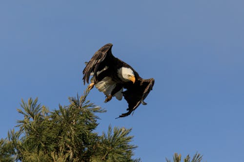 날으는, 대머리 독수리, 동물 사진의 무료 스톡 사진