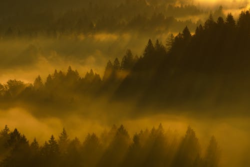 Sunbeams over Forest at Sunset