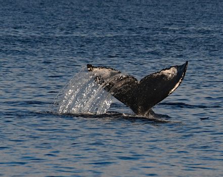 whale photo